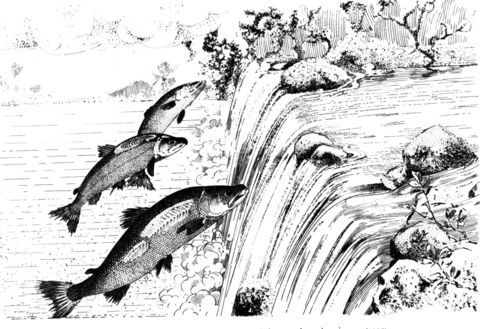 Leaping Pacific Salmon Coloring Page